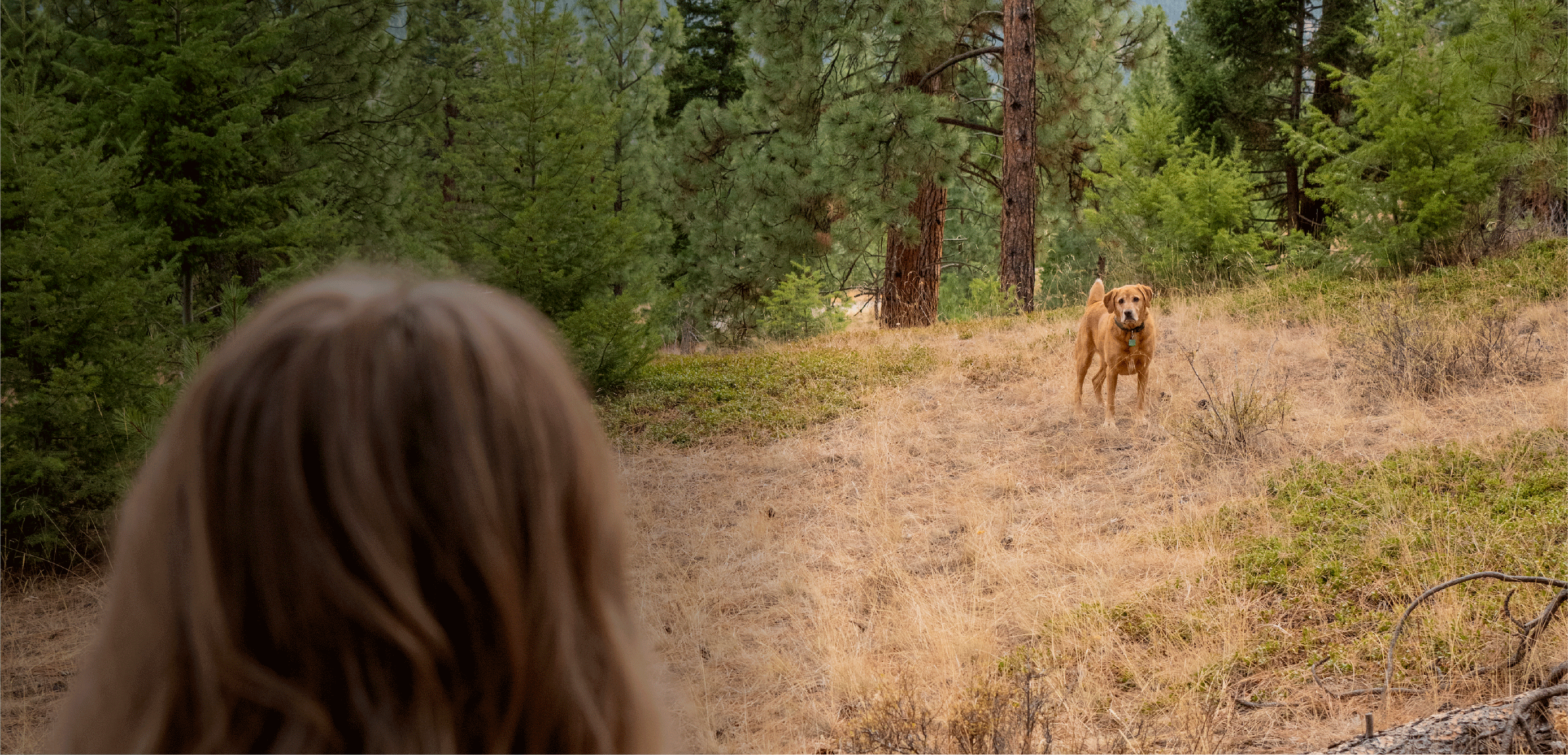 Dog off leash returning to owner