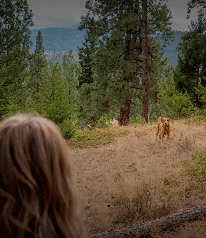 Dog off leash in the forest returning to owner