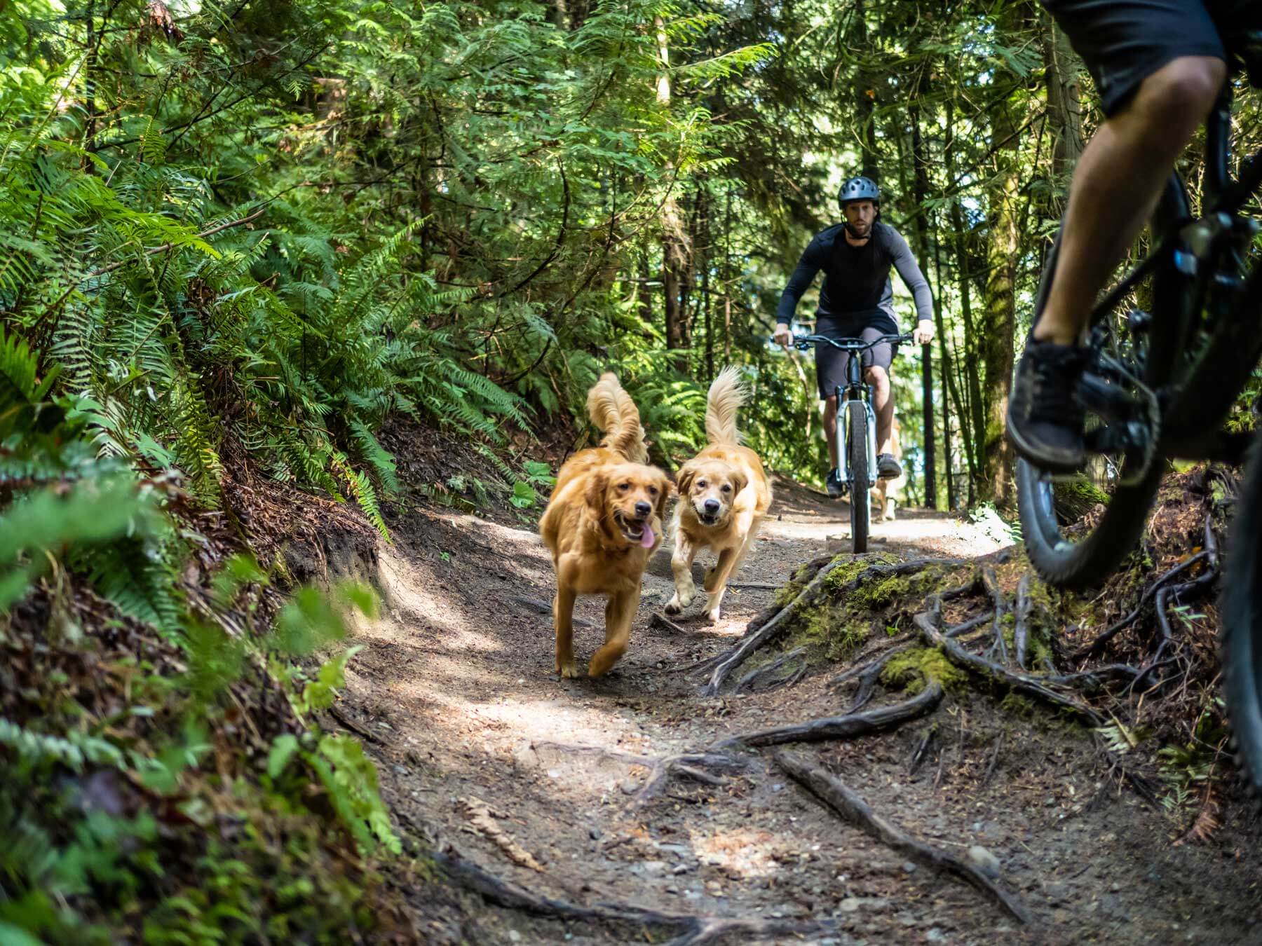 Two dogs running off leash alongside mountain bikers