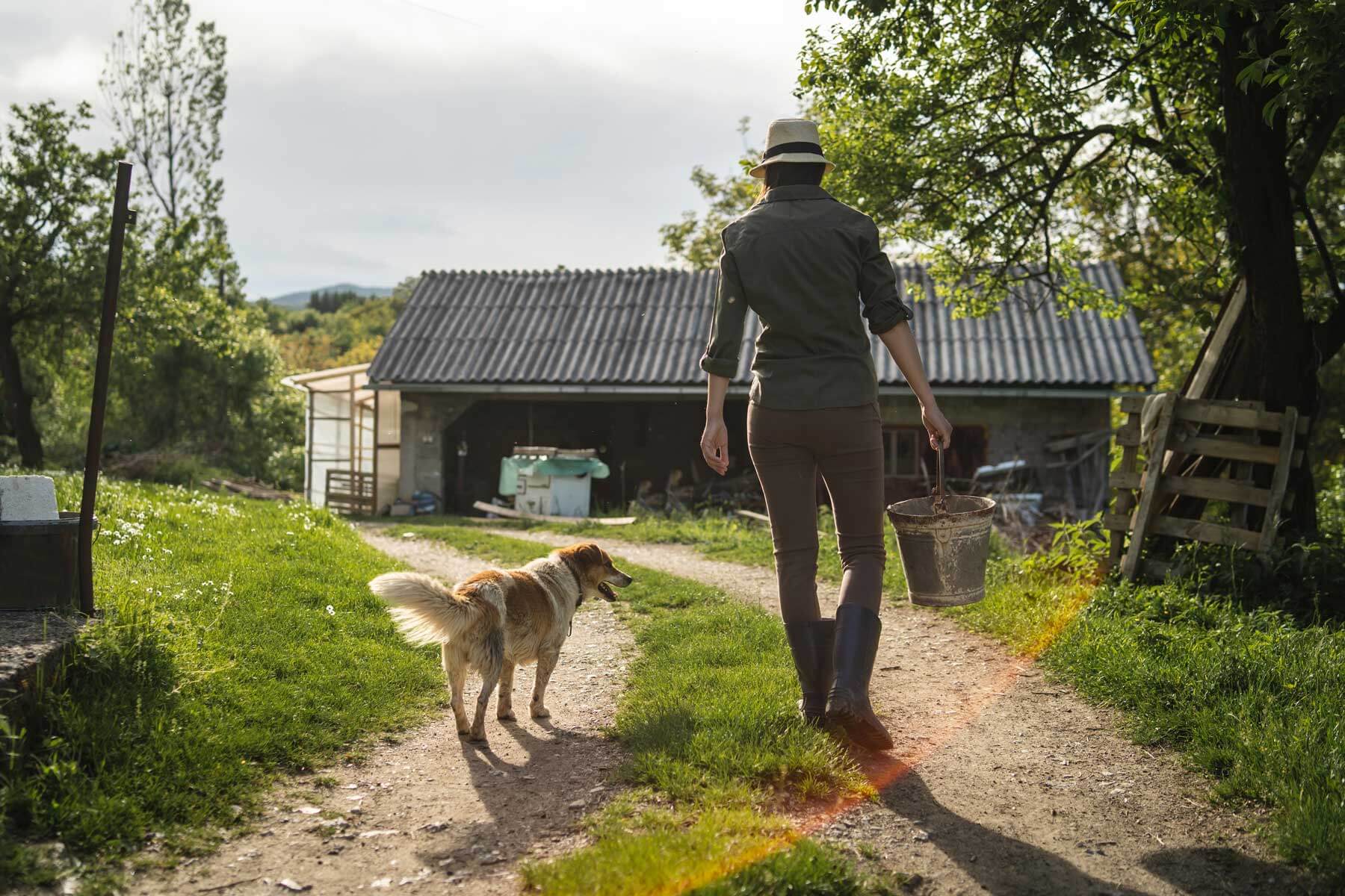 Off leash dog walking next to woman carrying bucket on a farm
