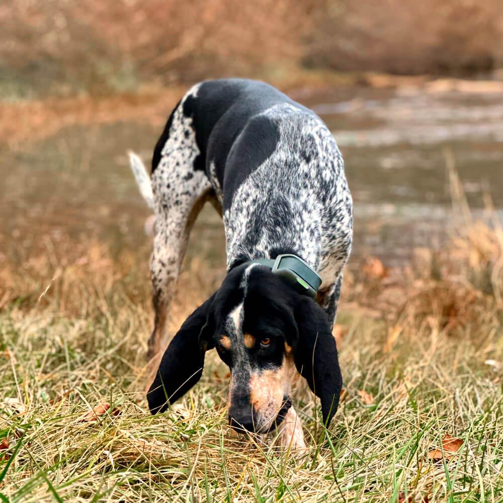 Coonhound sniffing the ground near a river wearing the Heel™ ROAM 350™ Training Collar