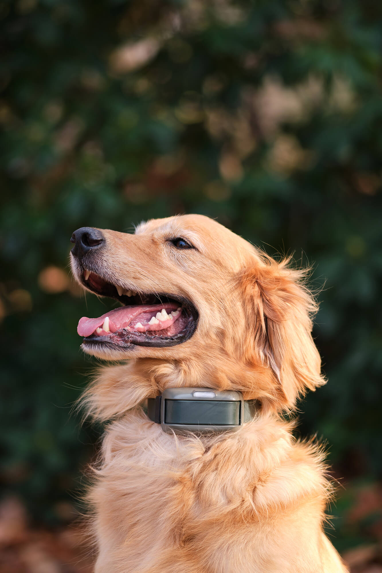 Happy Golden Retriever wearing a Heel™ Roam 350™ Collar