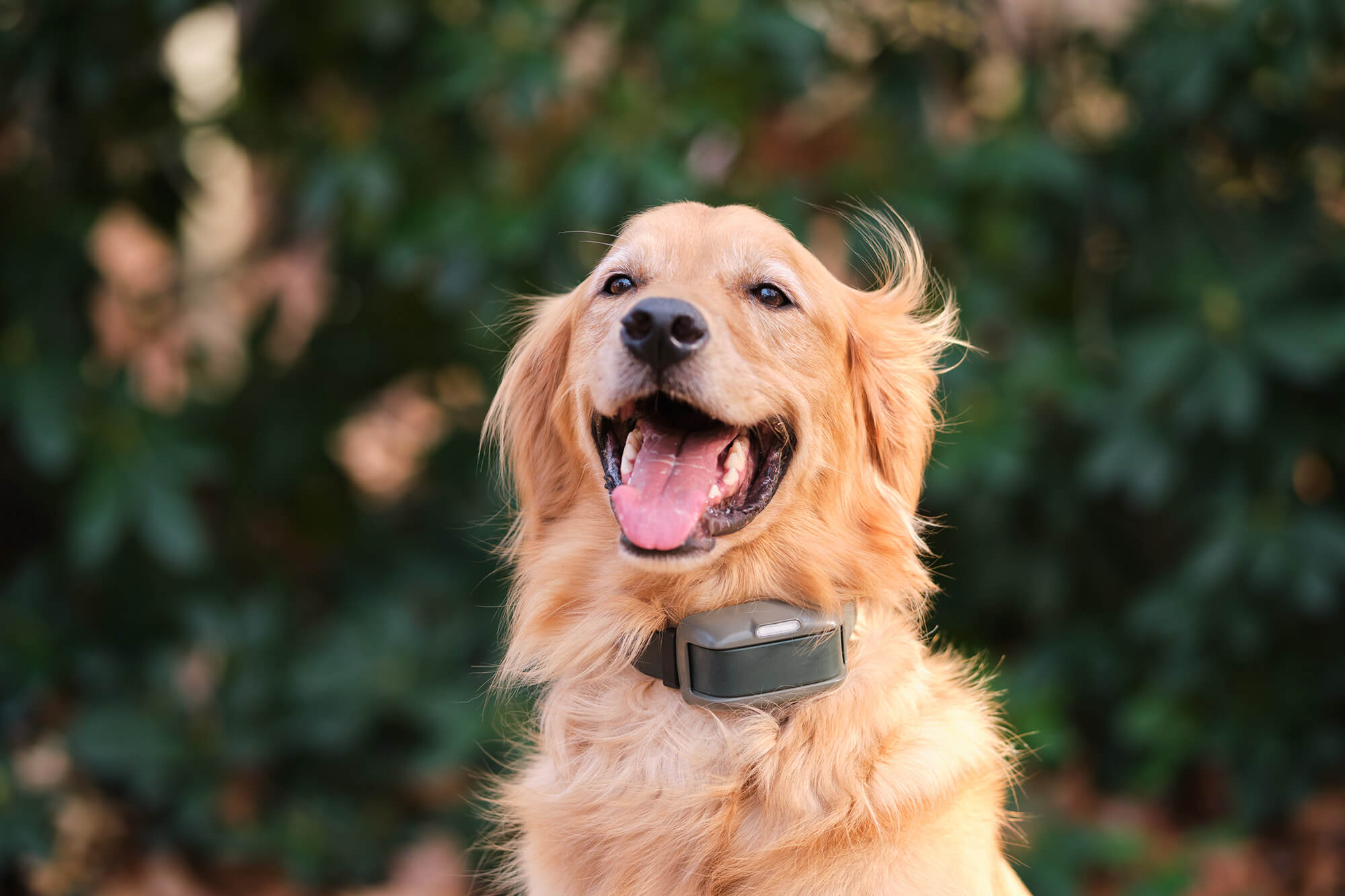 Happy golden retriever wearing a Heel™ Roam 350™ collar while sitting in front of green foliage.