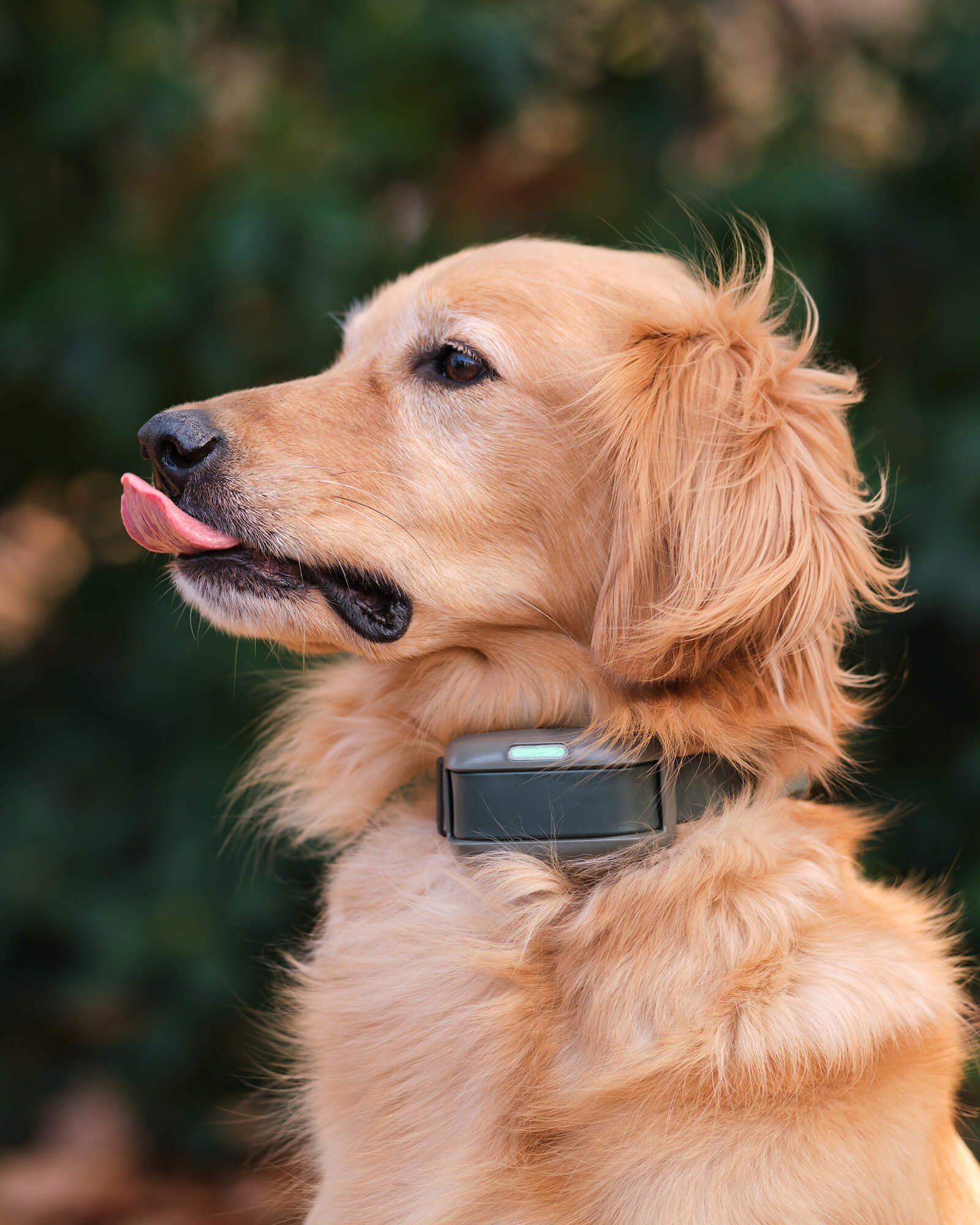 Golden Retriever wearing a Heel™ Roam 350™ sticking it's tongue out.