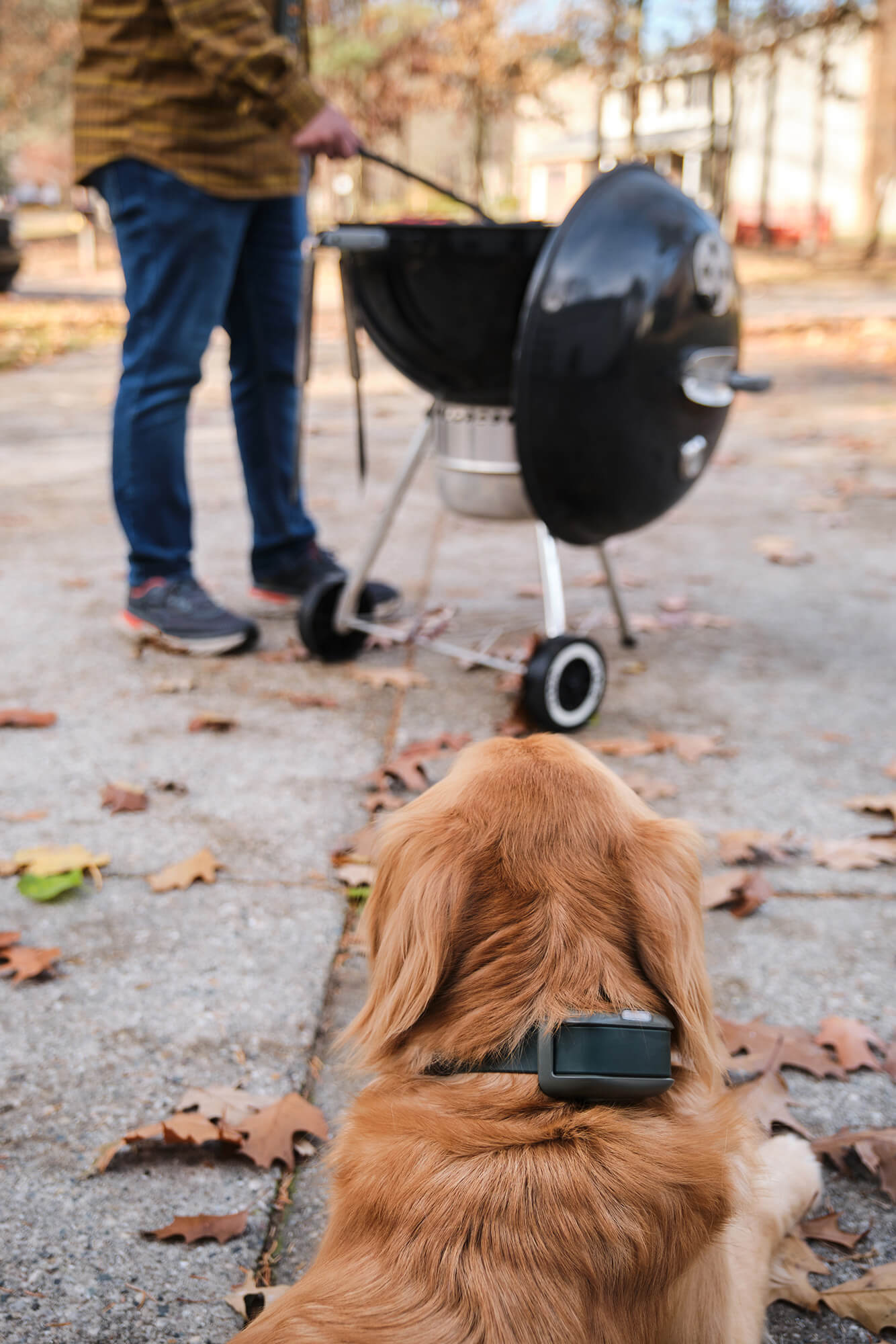 Golden Retriever resting on driveway in foreground, wearing a Heel™ Roam 350™ Collar, watching a man grilling food.