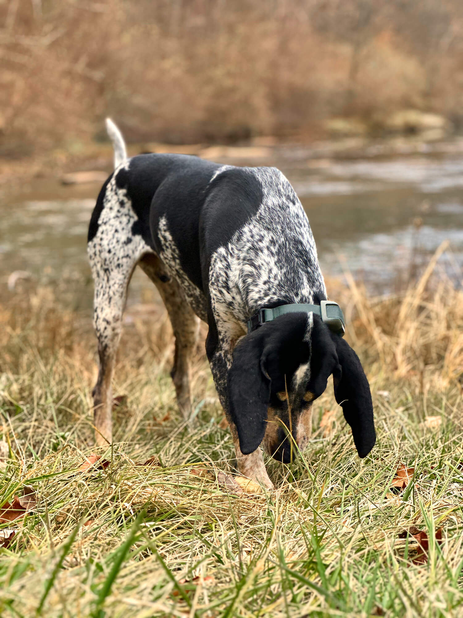 Bluetick Coonhound wearing a Heel™ Roam 350 Collar sniffing the grass below him with a river in the background.