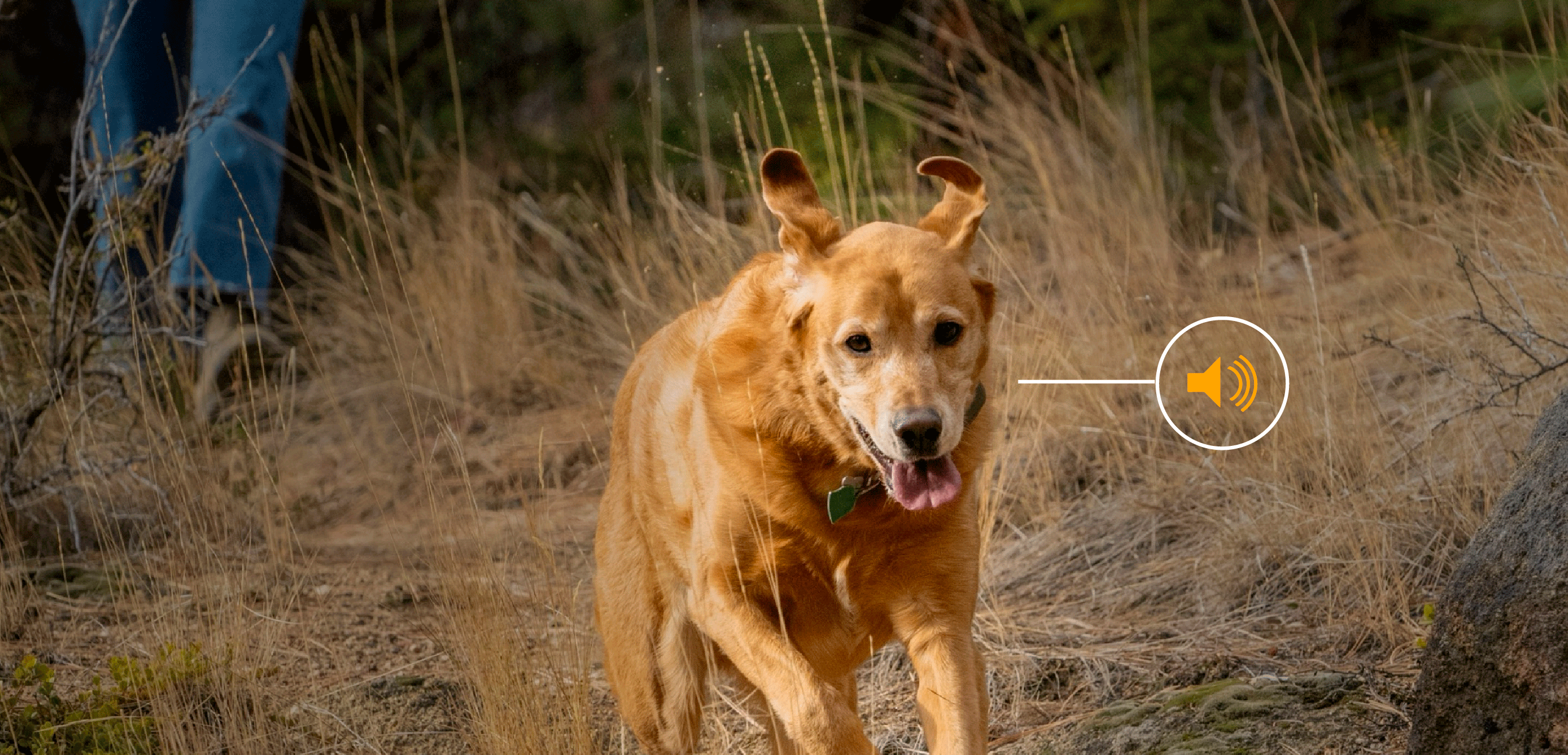 Dog running off leash with owner and a graphic of a tone coming from Roam 350™ Collar 