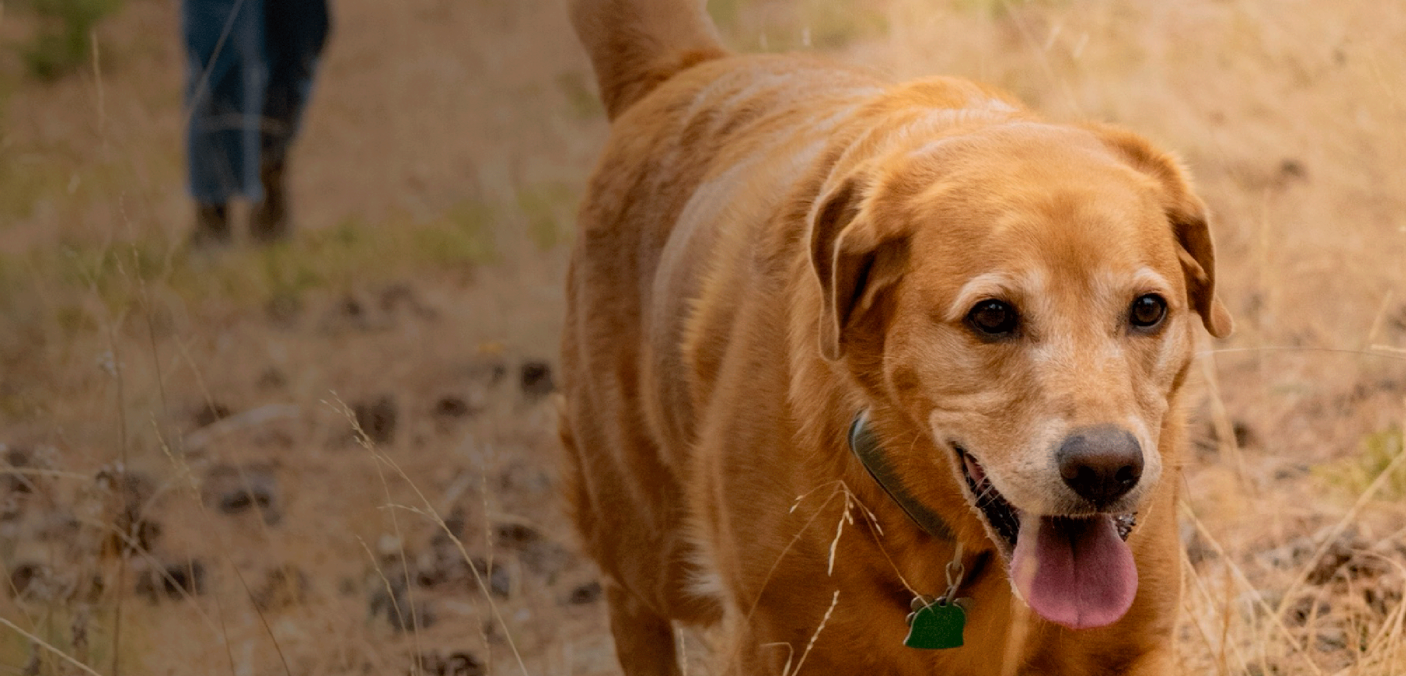 Dog walking off leash wearing Roam 350™ Collar