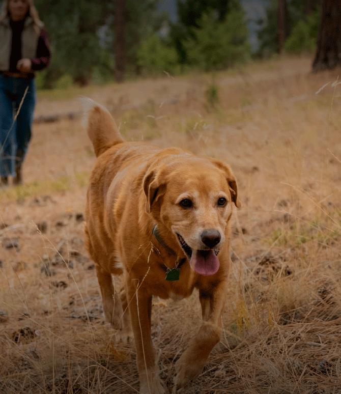 Dog off leash walking away from owner wearing a Roam 350™ Collar