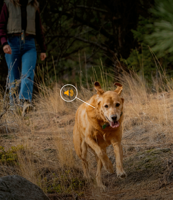 Dog running off leash with owner and a graphic of a tone coming from Roam 350™ Collar 
