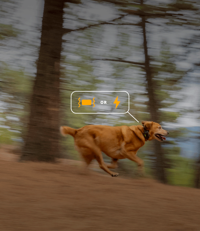 Dog running through forest with graphic representation of vibration or static correction on Roam 350™ Collar