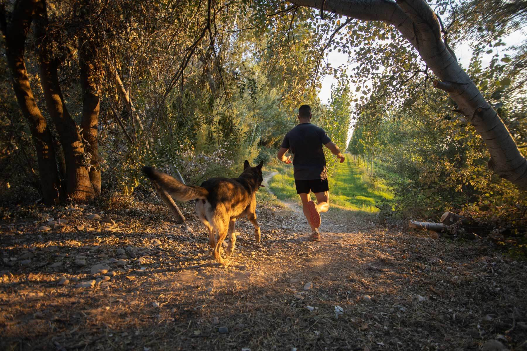 Dog running off leash next to owner through a trail