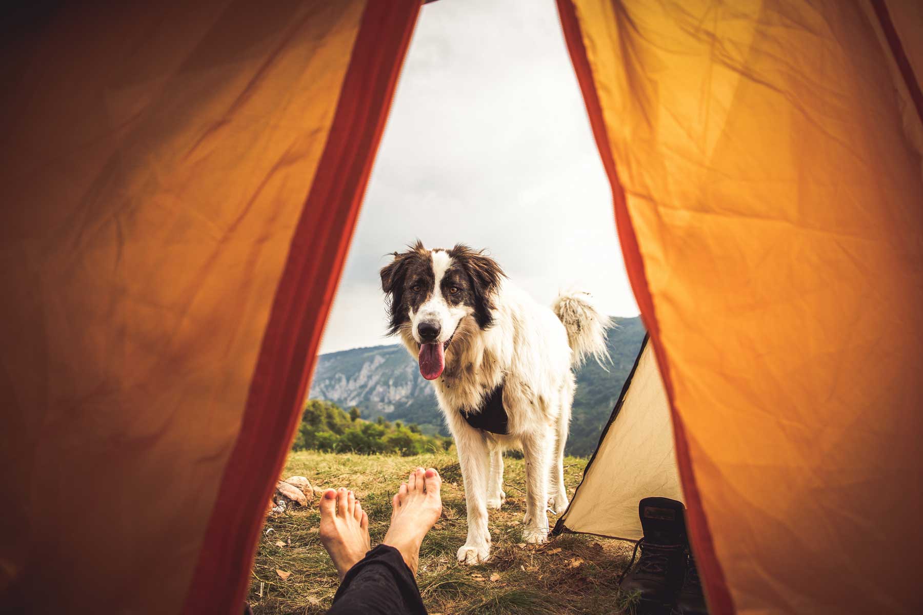 Dog off leash standing outside of tent looking in