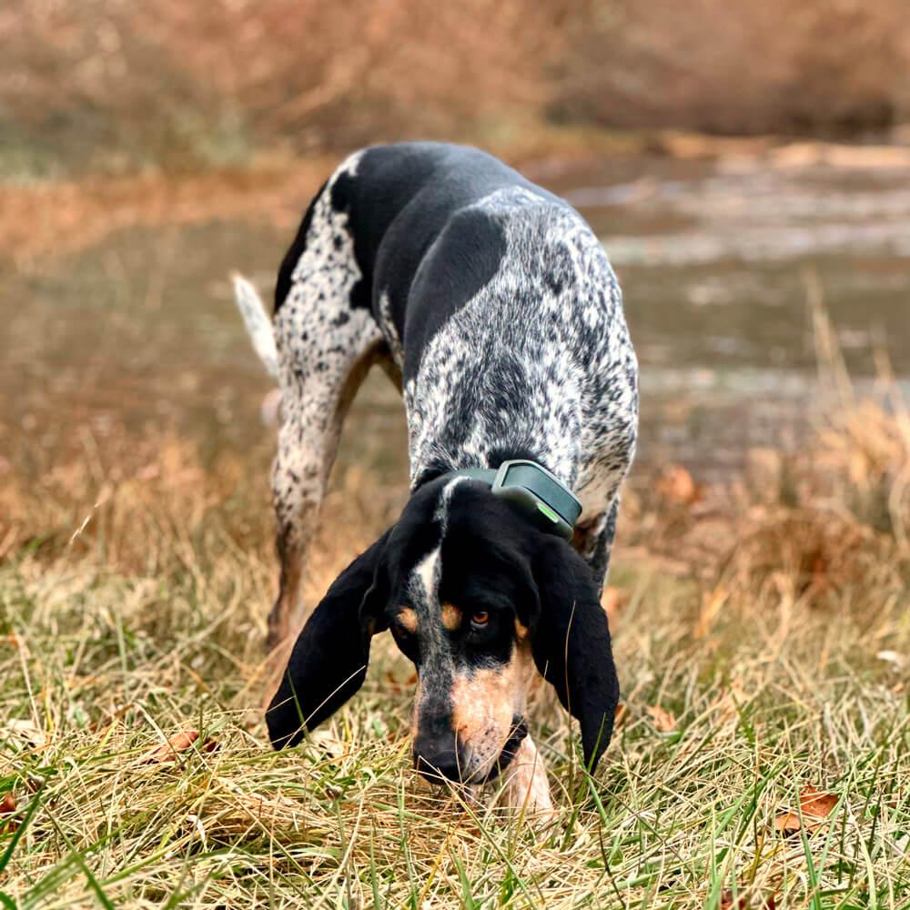 Coonhound collars best sale