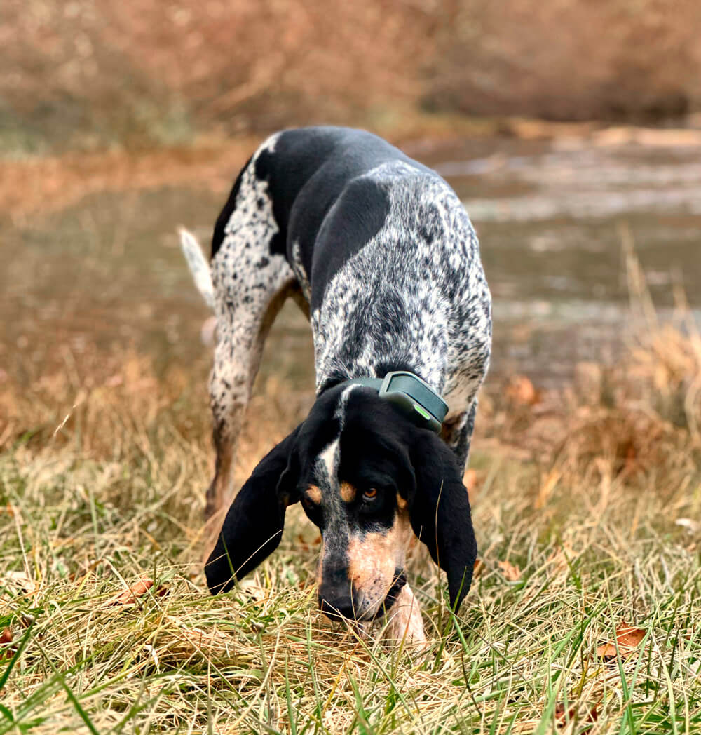 Coonhound sniffing the ground near a river wearing the Heel™ ROAM 350™ Training Collar