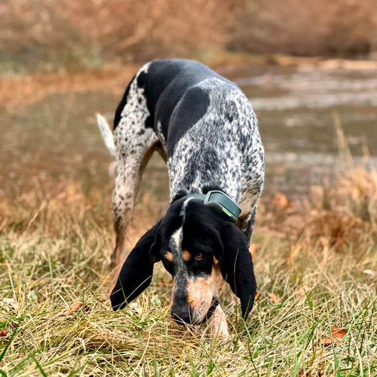 Coonhound sniffing the ground near a river wearing the Heel™ ROAM 350™ Training Collar