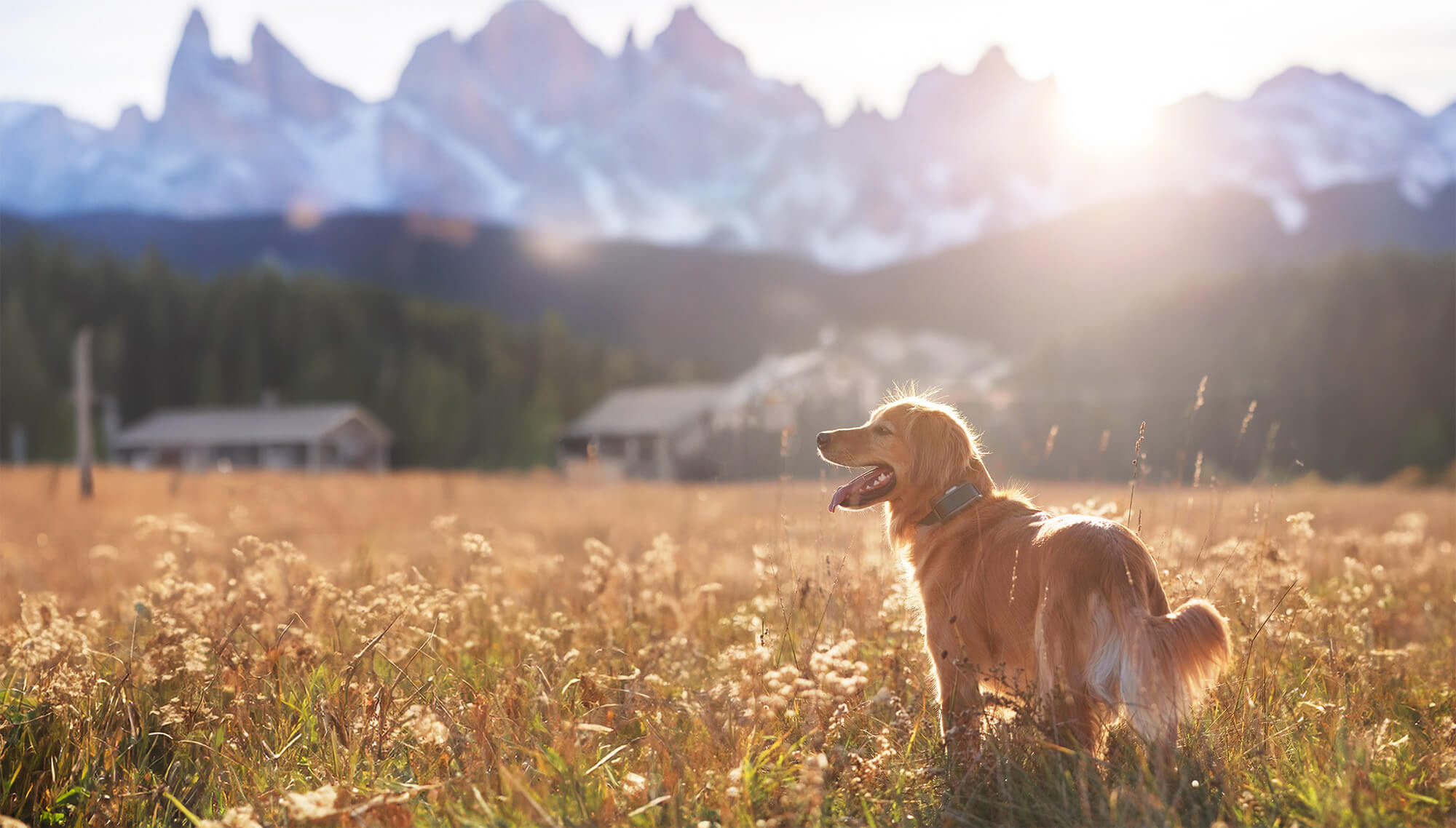 Golden Retriever wearing a Heel training collar standing in field in front of mountains