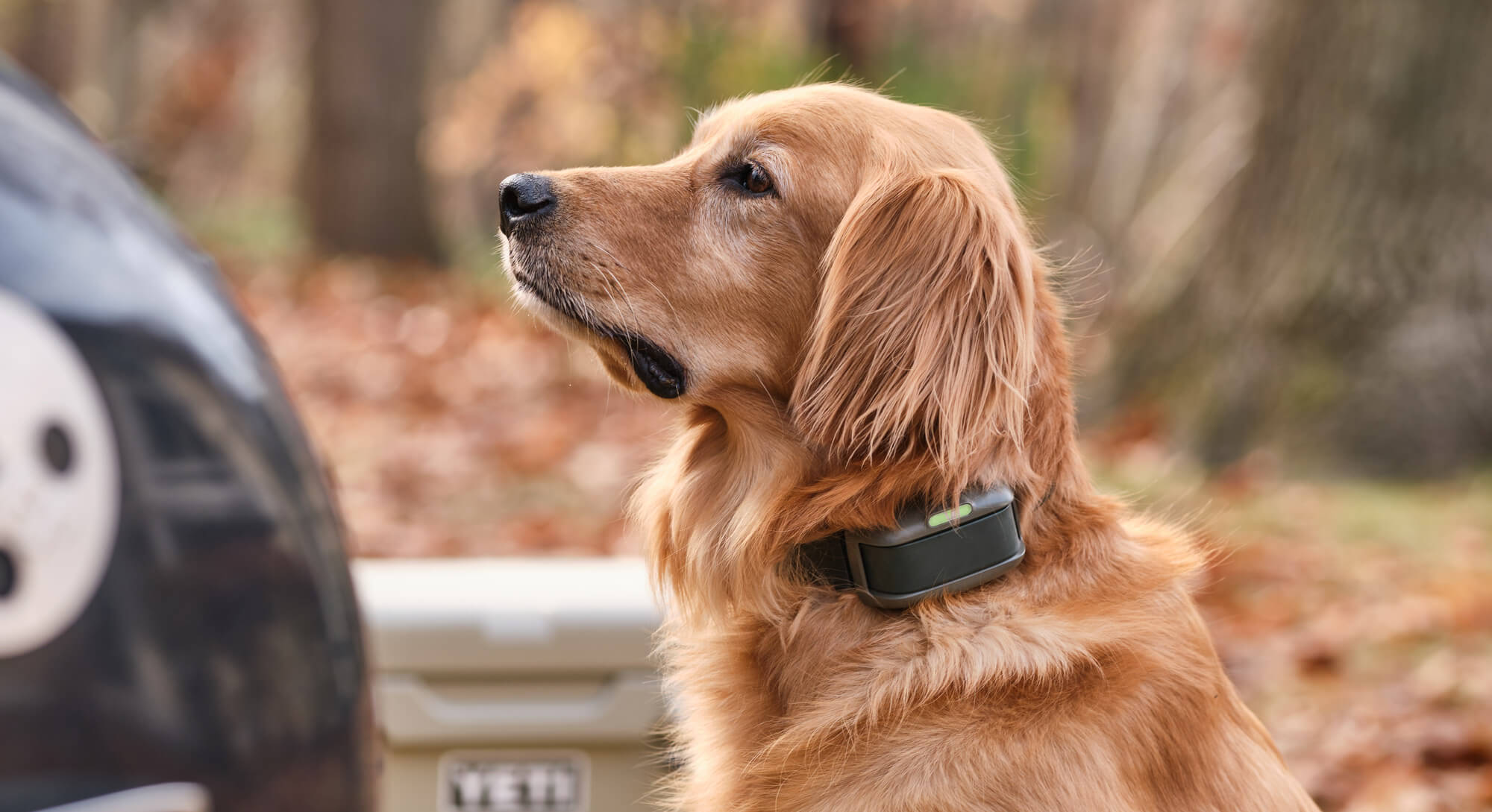 Golden Retriever wearing a Heel™ ROAM 350 Training Collar looking away from camera with a cooler in the background and a grill in the foreground