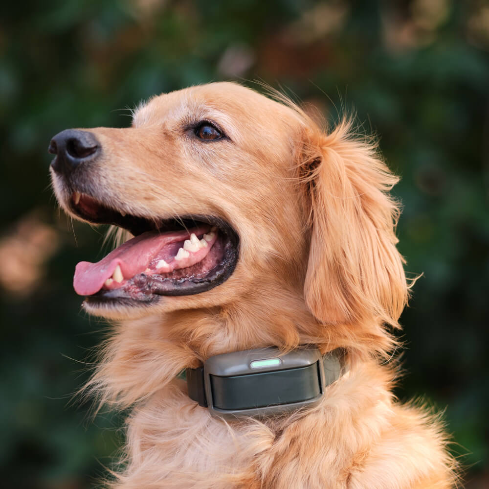 Close up of a Golden Retriever wearing the Heel™ ROAM 350™ Training Collar