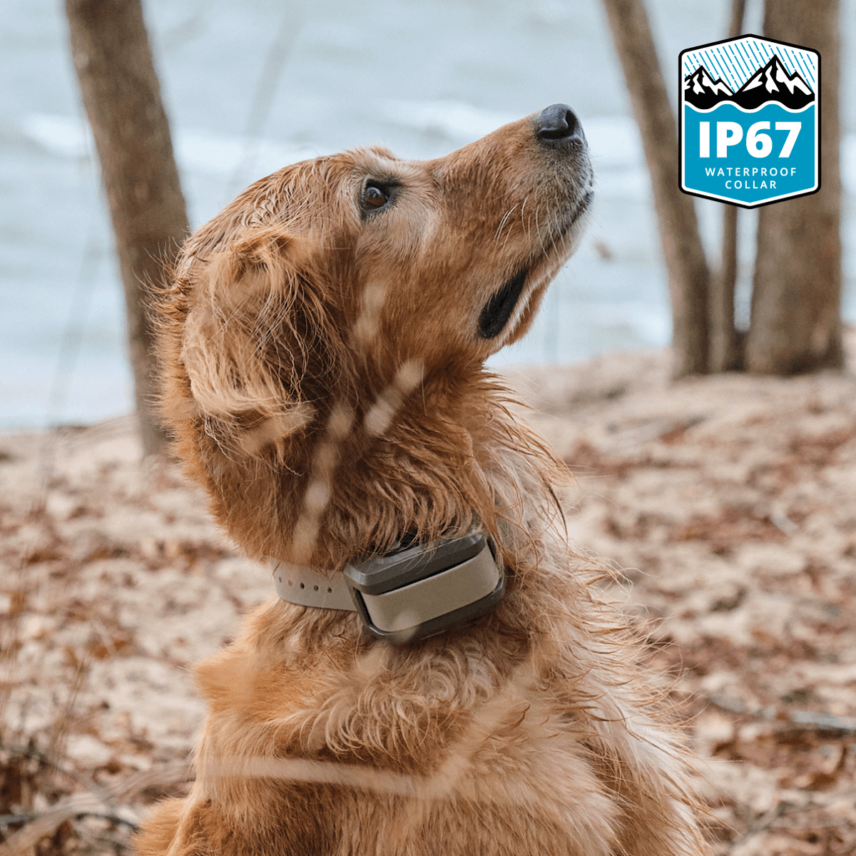 Dog wearing a waterproof Roam 350 collar with IP67 logo in the corner