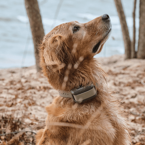 Dog with a waterproof Roam 350 collar looking up in a natural setting with trees and water.