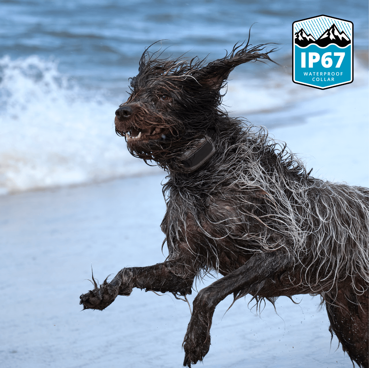 Dog running on a beach with a Roam 350 Waterproof Collar with water in the background, featuring an IP67 waterproof label.