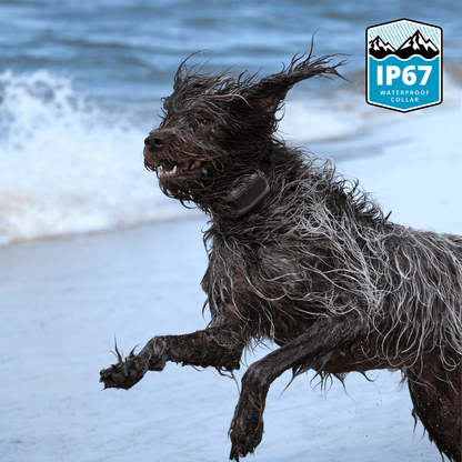 Dog running on a beach with a Roam 350 Waterproof Collar with water in the background, featuring an IP67 waterproof label.