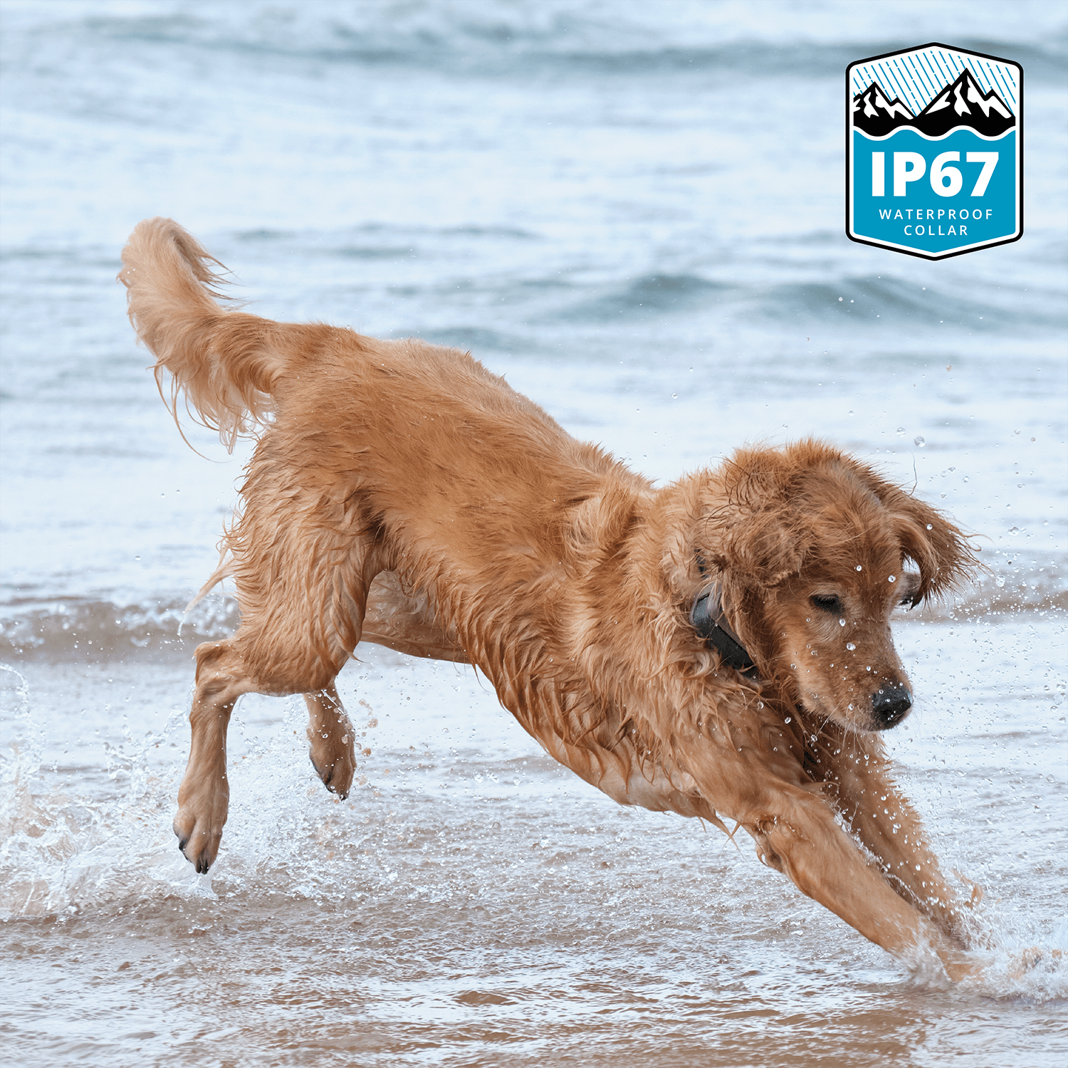 Dog wearing a Roam 350 Waterproof Collar running on a beach with water splashing around, featuring IP67 waterproof certification logo.