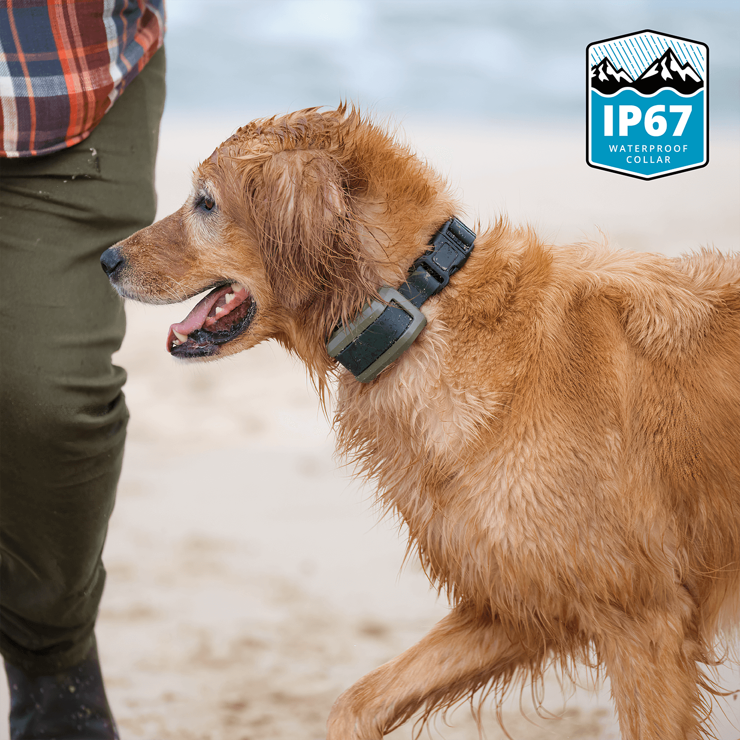 Dog on a beach with a Roam 350 waterproof collar and label indicating IP67 rating.