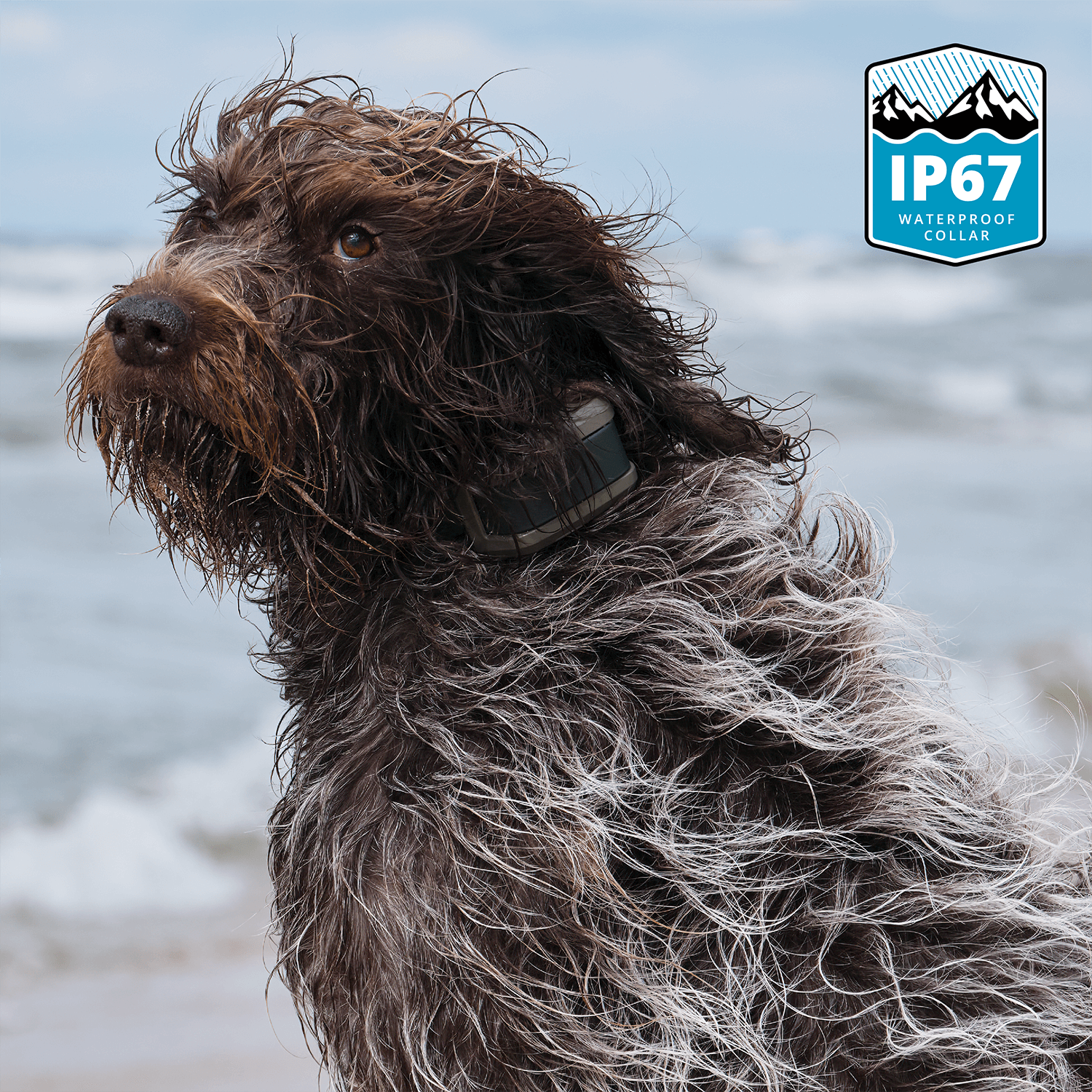 Wet dog wearing a Roam 350 Waterproof Collar on a beach with an IP67 waterproof label in the corner