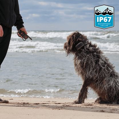 Dog wearing a Roam 350 Waterproof Collar on a beach with a person holding a Roam 350 remote, featuring IP67 waterproof certification logo.