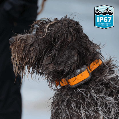 Wet dog wearing  blaze orange Roam 350 Waterproof collar with a waterproof certification logo in the corner.