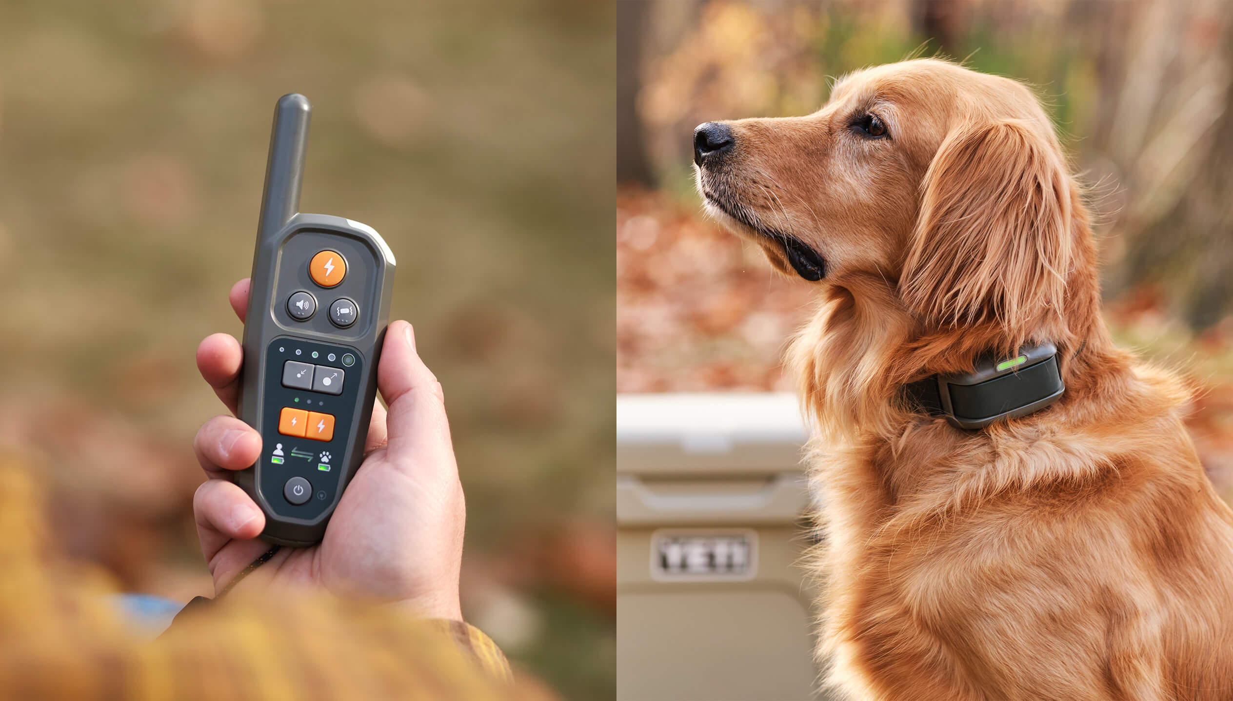 Side by side images of a hand holding the Heel™ ROAM 350™ Remote and a Golden Retriever wearing the Heel™ ROAM 350™ Training Collar while standing in front of a cooler